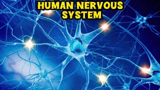 Human Nervous System Explain Briefly Line By Line Explanation amp Reading। 2024 [upl. by Acisset814]