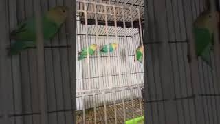 Love Birds birds lovebirds pets birdsmarket shortvideo [upl. by Malha]