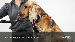 Dog Safety Harness  Use and Installation  Dog Training and Safety [upl. by Errol]