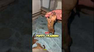 Puppy k9 training 🔥 dog germanshepherd pitbull k9puppy dogtraining [upl. by Foushee]