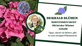 Deswegen blühen deine Hortensien nicht [upl. by Ylla]