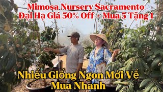 Mimosa Nursery Sacramento Nhiều Giống Ngon Mới Về Đại Hạ Giá Rẻ 50 Off và Mua 5 Tặng 1 [upl. by Aicelf]