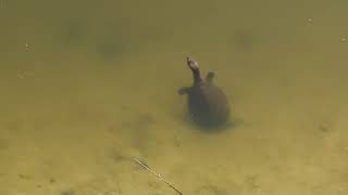 Olive Cartilaginous Carapace on Softshell Turtle amp Larger Reptile Swims at Solary Park Oviedo [upl. by Norraj372]