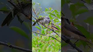 Mother Shrike is feeding her Cuckoo chick birds nature viralshort unfreezemychannel wildlife [upl. by Midis]