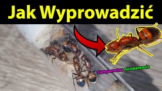 Jak wyprowadzić Mrówki Camponotus nicobarensis 🐜 ants mrówki antkeeping zwierzęta owady [upl. by Ahsenroc160]