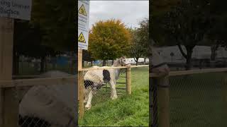 Ballinasloe Horse Fair [upl. by Bijan]