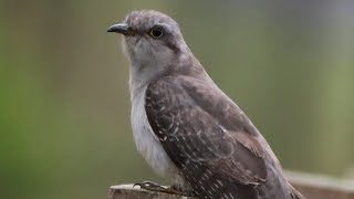 Pallid Cuckoo  Cornwallis [upl. by Tressa]