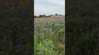 Hi ihr noch mal die Zwischenfrucht auf einem Feld Sonnenblumen 🌻 und Bienenfreund 🐝 sunflower [upl. by Som614]