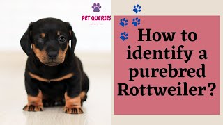 How to identify a purebred rottweiler [upl. by Gee]