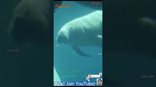 Manatees fish swimming in Water  manatee  Dugong  Sea Cow  samundri gay machhali  समुद्री मछली [upl. by Anuaek570]