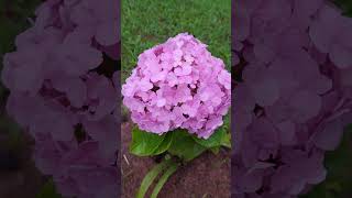 hortênsia rosaHydrangea macrophyllabeutifull flowers nature andersonmalu [upl. by Seafowl995]