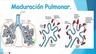 Desarrollo del aparato respiratorio [upl. by Eenar]