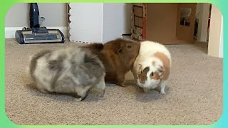 Chip Cant Contain His Excitement KONA amp SUBA GUINEA PIGS [upl. by Jacquenette]