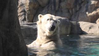 Polar Bear Swimming Underwater [upl. by Sotos]