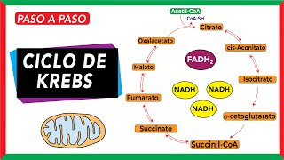 Ciclo de Krebs Reacciones regulación y papel en enfermedad COMPLETO [upl. by Riccardo]