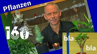 Geldbaum Bonsai gießen düngen und mehr [upl. by Nessah]