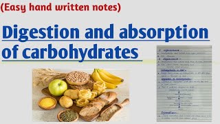 Digestion and absorption of carbohydrates [upl. by Adonis629]