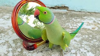 Best Talking Ringneck Parrot [upl. by Audrie882]