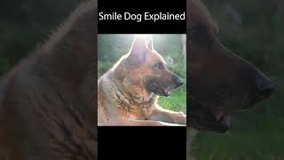 Smile Dog Lore Explained  Smile Dog Creepy Pasta [upl. by Valerle687]