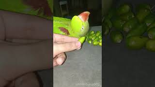 Mithu ko mirchi khani hai 🦜parrot shorts viralvideo alexanderparrot [upl. by Enoitna312]