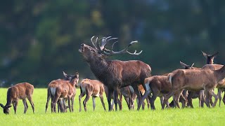 Kronhjorte Red Deer Rotwild wildlife Hindsgavl Middelfart Danmark [upl. by Salangi771]