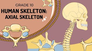 Human Skeleton  AXIAL SKELETON [upl. by Gonsalve]