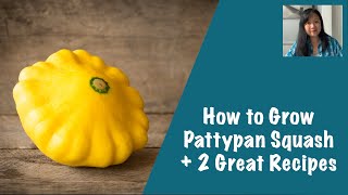 How to Grow Pattypan Squash plus 2 Great Recipes [upl. by Aldin]