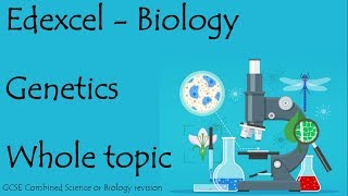 The Whole of Edexcel GENETICS Revision for 91 GCSE biology or combined science [upl. by Adnalue964]