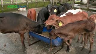 Uso y manejo del ensilaje de sorgo forrajero JJT18 en la alimentación animal [upl. by Aracal801]