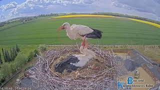 Storchennest Hungen  1 Küken geschlüpft das 2 Küken hat es fast geschafft 🐤🐥  24042024 [upl. by Deloris70]