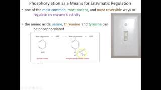 Lecture 7A Phosphorylation and Zymogens [upl. by Olra]