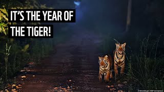 2022 is the Year of the Tiger  WWF Tigers Alive Initiative [upl. by Jeth700]