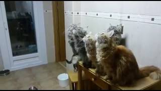 Maine Coon chirping [upl. by Windsor]