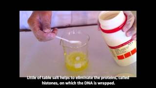 DNA Extraction from Blood [upl. by Trina414]