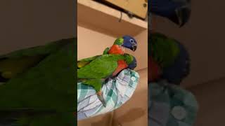 Swainson lorikeet hand feeding babiesbirdslorikeetloveshortsshortviraltrending [upl. by Hanyaz]