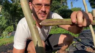 Do This For Bushier Moringa Trees  Drumstick Tree [upl. by Cavuoto]