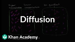 Diffusion  Membranes and transport  Biology  Khan Academy [upl. by Sinne]