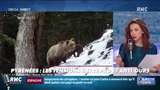 Ours les récentes attaques dans les Pyrénées ravivent les tensions entre le anti et proours [upl. by Niddala]