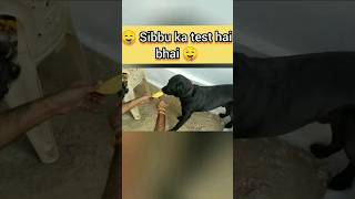 🤤 Sibbu ka test hai Bhai 🤤 labrador cutedog youtubeshorts [upl. by Onaicul775]