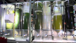 BioProcess Algae [upl. by Kemppe141]