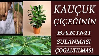 Kauçuk Çiçeğinin Bakımı sulanması ve çoğaltılması nasıl yapılmalı [upl. by Siravaj]