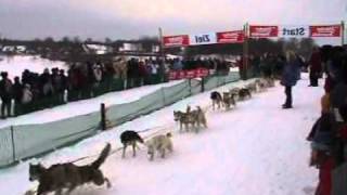 Schlittenhunderennen in ClausthalZellerfeld im Harz [upl. by Hildegaard]