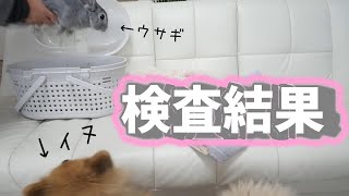 再検査の結果🐶と健康診断🐰浮かれ気分で始めたけど、とっても後悔した事…。 [upl. by Ahcirt333]