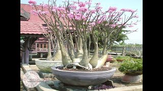 adenium Arabicum seed Index [upl. by Ardnikat943]