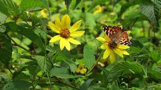 Maravillas de las mariposas en la naturaleza [upl. by Emirac]