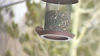 Browncapped RosyFinch  Colorado 2018 [upl. by Nitnerb]