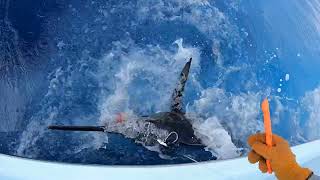 2024 Bermuda BigGame Classic Shatters Payout Records Features Grander Blue Marlin [upl. by Skutchan]