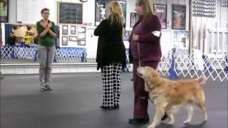 Brazin AKC Beginner Novice Obedience title run [upl. by Hitoshi895]