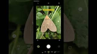 Wait for macro results 😮🔥 Closeup Photography shorts shortvideo macro mobilephotography yt [upl. by Montanez354]