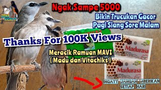 MERACIK RAMUAN TRUCUKAN Takaran Madu Dan Vitachik untuk Burung Trucukan [upl. by Matlick]